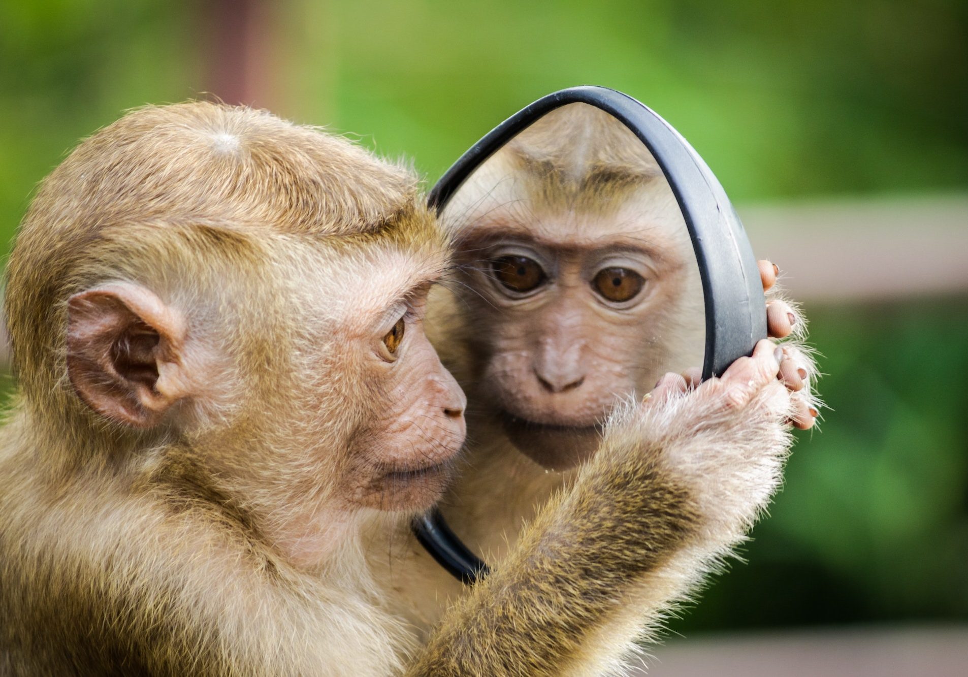 Monkey looking in mirror pexels Monkey looking in mirror pexels