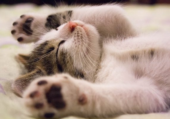 kitten napping Sounds of Napping
